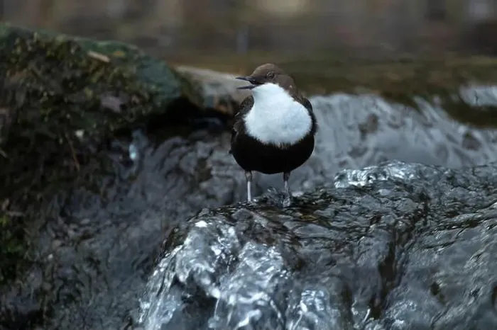 Framed Print : Dipper male in a mountain river before the sun rises in the mating season waiting for the female Framed Print : Dipper male in a mountain river before the sun rises in the mating season waiting for the female