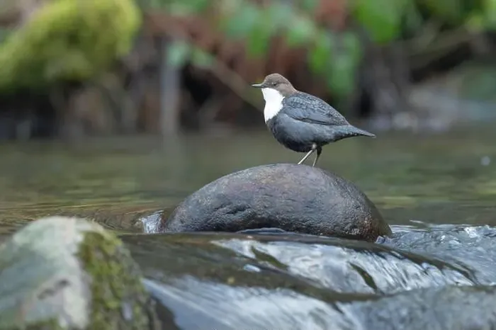 Framed Print : Dipper male in a mountain river before the sun rises in the mating season waiting for the female Framed Print : Dipper male in a mountain river before the sun rises in the mating season waiting for the female