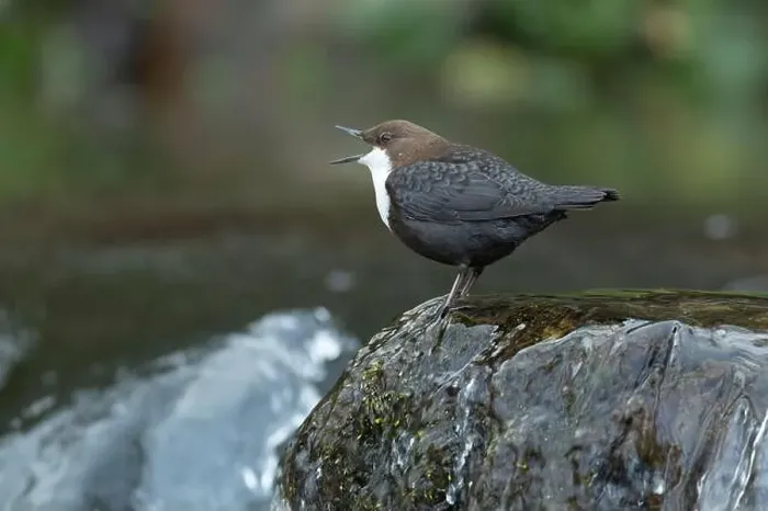 Framed Print : Dipper male in a mountain river before the sun rises in the mating season waiting for the female Framed Print : Dipper male in a mountain river before the sun rises in the mating season waiting for the female