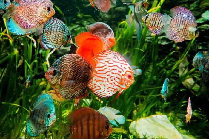 Framed Print : discus fish in aquarium, tropical fish Framed Print : discus fish in aquarium, tropical fish