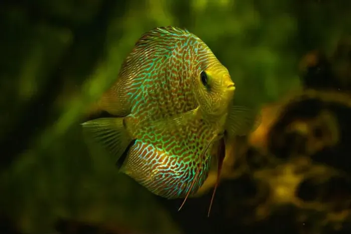 Framed Print : discus fish swimming in freshwater. Discus fishes are native to the Amazon River Framed Print : discus fish swimming in freshwater. Discus fishes are native to the Amazon River