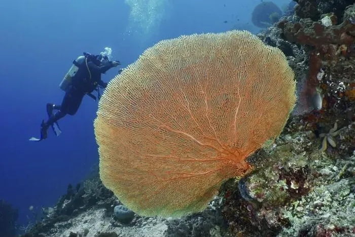Framed Print : Diver exploring a large giant fan coral (Annella mollis) in the deep sea Framed Print : Diver exploring a large giant fan coral (Annella mollis) in the deep sea