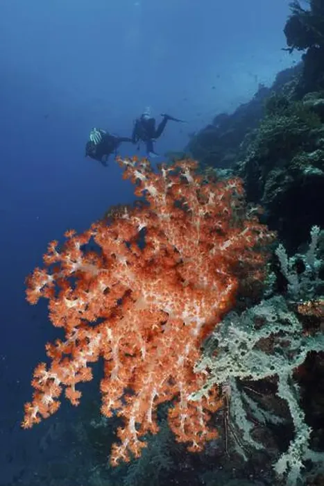 Framed Print : Two divers behind a bright orange-red specimen of Klunzinger's Soft Coral (Dendronephthya klunzingeri) Framed Print : Two divers behind a bright orange-red specimen of Klunzinger's Soft Coral (Dendronephthya klunzingeri)