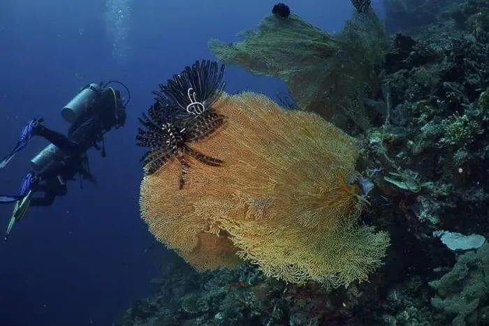 Framed Print : Divers discover large giant fan coral (Annella mollis) with feather star in the underwater world Framed Print : Divers discover large giant fan coral (Annella mollis) with feather star in the underwater world