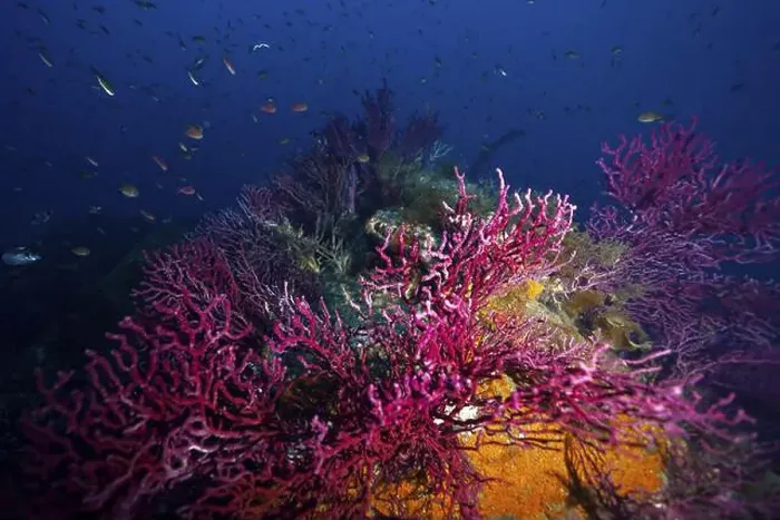 Framed Print : Diverse pink Violescent sea-whips (Paramuricea clavata) live on a wreck in a blue underwater landscape Framed Print : Diverse pink Violescent sea-whips (Paramuricea clavata) live on a wreck in a blue underwater landscape