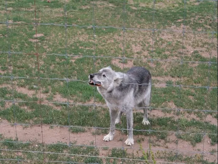 Framed Print : Divide, Colorado - August 4, 2024: Colorado Wolf and Wildlife Center in Teller County, CO Framed Print : Divide, Colorado - August 4, 2024: Colorado Wolf and Wildlife Center in Teller County, CO