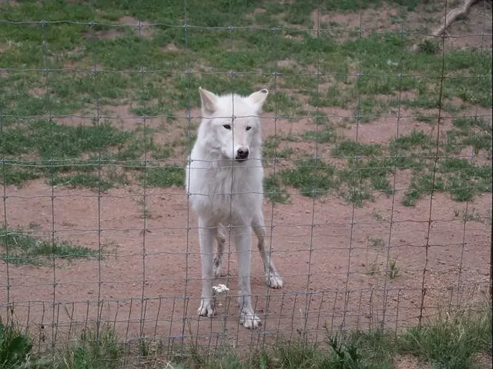 Framed Print : Divide, Colorado - August 4, 2024: Colorado Wolf and Wildlife Center in Teller County, CO Framed Print : Divide, Colorado - August 4, 2024: Colorado Wolf and Wildlife Center in Teller County, CO