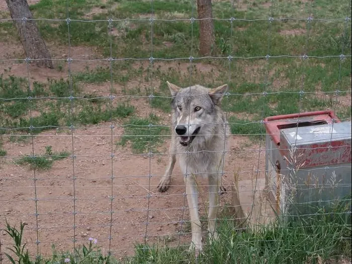 Framed Print : Divide, Colorado - August 4, 2024: Colorado Wolf and Wildlife Center in Teller County, CO Framed Print : Divide, Colorado - August 4, 2024: Colorado Wolf and Wildlife Center in Teller County, CO
