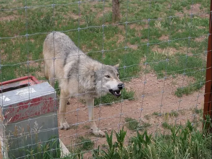Framed Print : Divide, Colorado - August 4, 2024: Colorado Wolf and Wildlife Center in Teller County, CO Framed Print : Divide, Colorado - August 4, 2024: Colorado Wolf and Wildlife Center in Teller County, CO