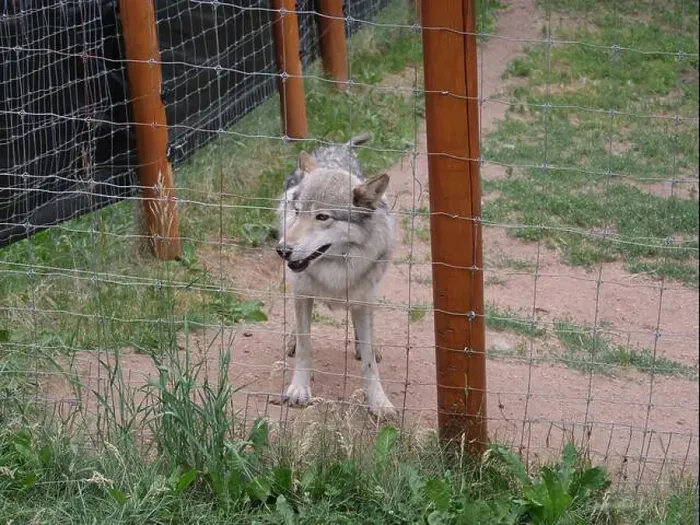 Framed Print : Divide, Colorado - August 4, 2024: Colorado Wolf and Wildlife Center in Teller County, CO Framed Print : Divide, Colorado - August 4, 2024: Colorado Wolf and Wildlife Center in Teller County, CO