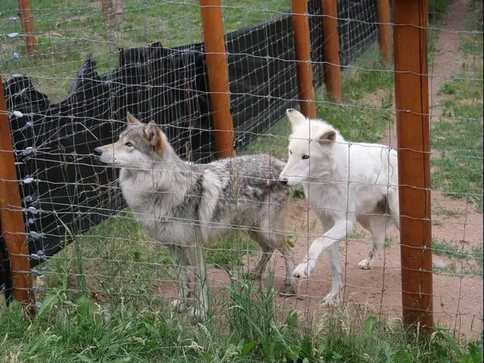 Framed Print : Divide, Colorado - August 4, 2024: Colorado Wolf and Wildlife Center in Teller County, CO Framed Print : Divide, Colorado - August 4, 2024: Colorado Wolf and Wildlife Center in Teller County, CO