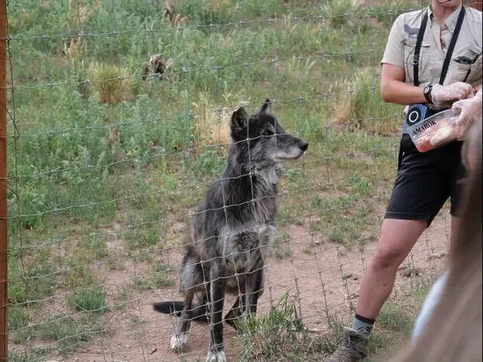 Framed Print : Divide, Colorado - August 4, 2024: Colorado Wolf and Wildlife Center in Teller County, CO