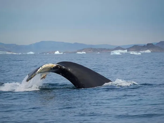 Framed Print : Diving Humpback whale in the Sermilik fjord in East Greenland, Danish Territory Framed Print : Diving Humpback whale in the Sermilik fjord in East Greenland, Danish Territory