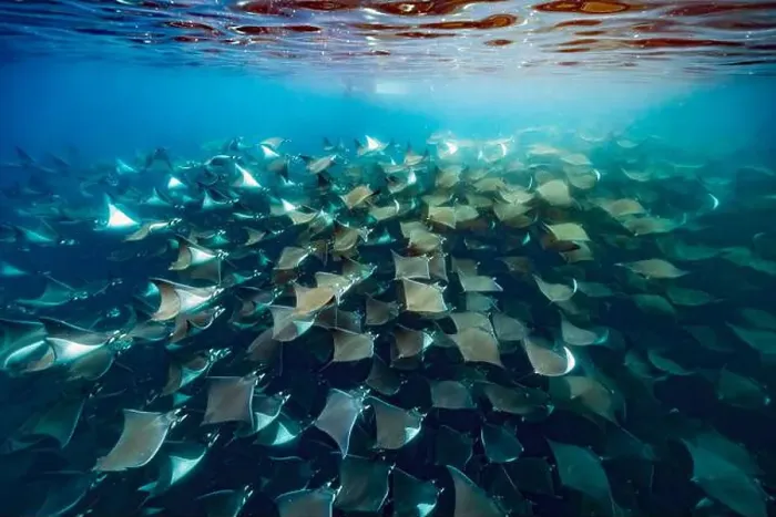 Framed Print : diving underwater with a Huge school of mobulas mobula munkiana in cortez sea ensenada de muertos baja de los sunos Framed Print : diving underwater with a Huge school of mobulas mobula munkiana in cortez sea ensenada de muertos baja de los sunos