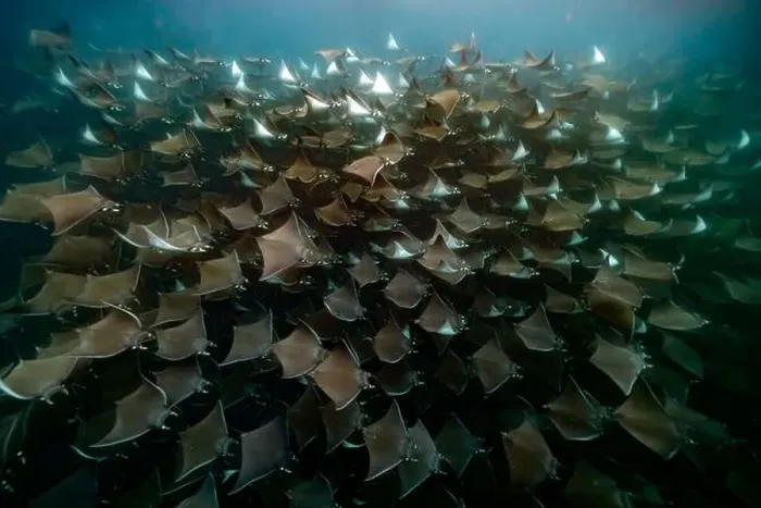 Framed Print : diving underwater with a Huge school of mobulas mobula munkiana in cortez sea ensenada de muertos baja de los sunos Framed Print : diving underwater with a Huge school of mobulas mobula munkiana in cortez sea ensenada de muertos baja de los sunos