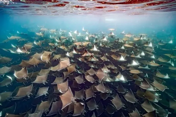 Framed Print : diving underwater with a Huge school of mobulas mobula munkiana in cortez sea ensenada de muertos baja de los sunos Framed Print : diving underwater with a Huge school of mobulas mobula munkiana in cortez sea ensenada de muertos baja de los sunos