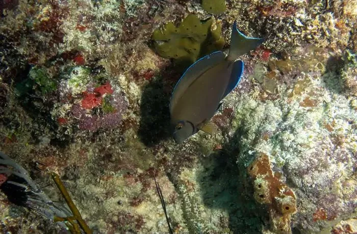 Framed Print : A Doctorfish Tang (Acanthurus chirurgus) in Punta Cana, Dominican Republic Framed Print : A Doctorfish Tang (Acanthurus chirurgus) in Punta Cana, Dominican Republic