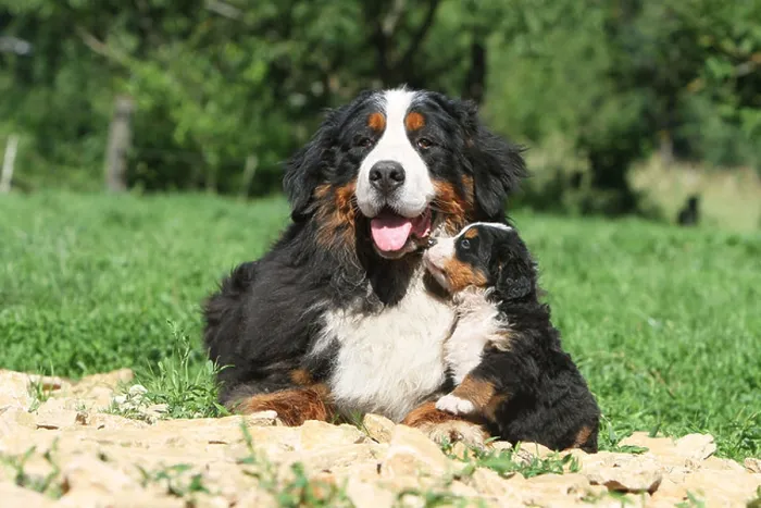 Framed Print : Dog Bernese Mountain Dog adult and puppy in a garden Framed Print : Dog Bernese Mountain Dog adult and puppy in a garden