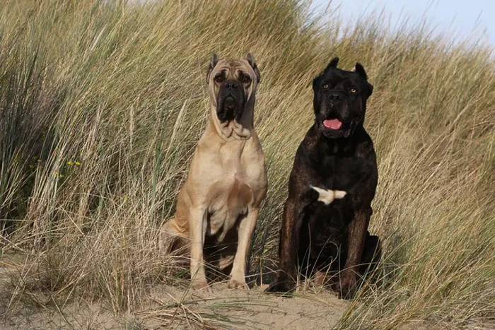 Framed Print : Dog Cane Corso / Italian Molosser two adults different colors sitting on the sand Framed Print : Dog Cane Corso / Italian Molosser two adults different colors sitting on the sand
