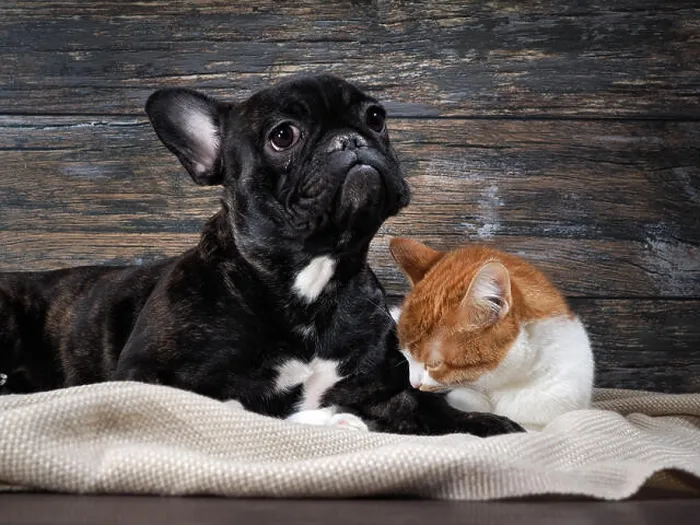 Framed Print : Dog and cat on a background of an old wooden wall. Pets sad, dog crying and looking hopeful Framed Print : Dog and cat on a background of an old wooden wall. Pets sad, dog crying and looking hopeful