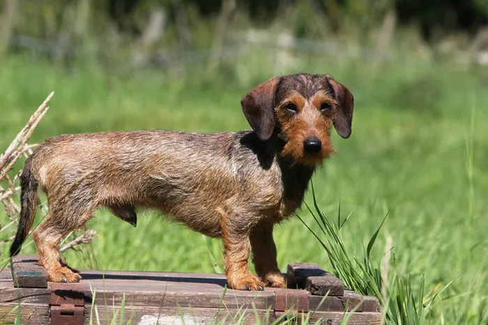 Framed Print : Dog Dachshund / Dackel / Teckel wirehaired adult (color boar) standard profile Framed Print : Dog Dachshund / Dackel / Teckel wirehaired adult (color boar) standard profile