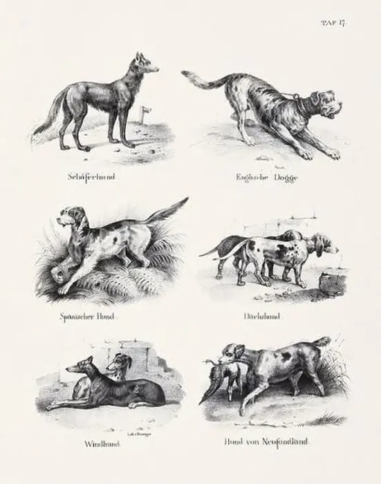 Framed Print : Dog Illustration. Zoological Lithography. Natural History Art