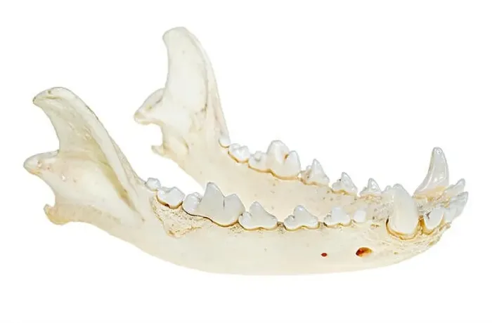 Framed Print : Dog skull mandible, lower jaw showing teeth Framed Print : Dog skull mandible, lower jaw showing teeth