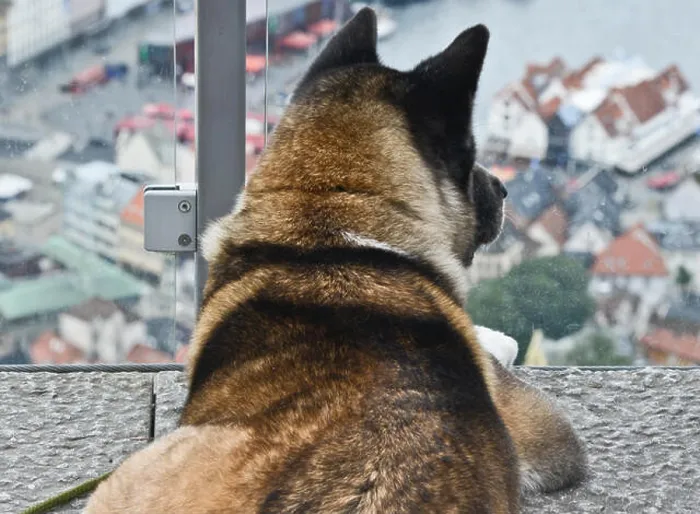 Framed Print : A dog staring at the Bergen harbor from Floyen Mountain, Norway Framed Print : A dog staring at the Bergen harbor from Floyen Mountain, Norway