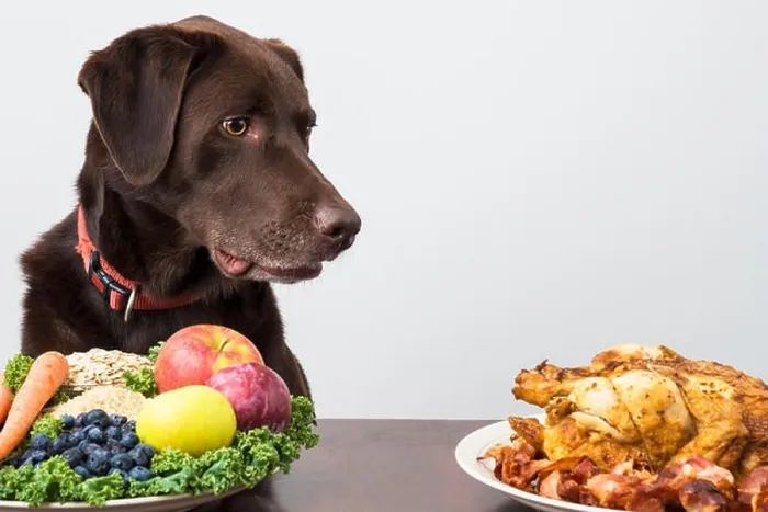 Framed Print : Dog staring at meat food Framed Print : Dog staring at meat food