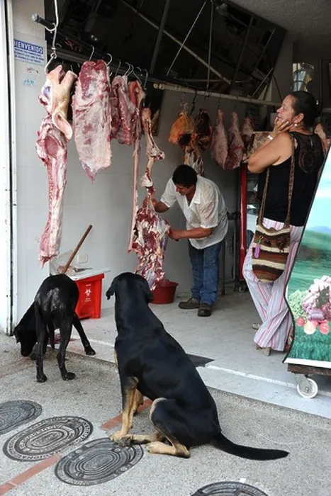 Framed Print : Two dogs waiting outside a butcher's shop in Silvania village, Colombia, South America Framed Print : Two dogs waiting outside a butcher's shop in Silvania village, Colombia, South America
