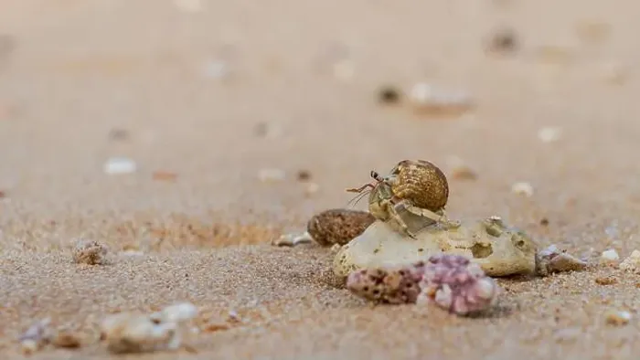 Framed Print : Doha, Qatar-January 18, 2025: A close-up of a hermit crab Framed Print : Doha, Qatar-January 18, 2025: A close-up of a hermit crab