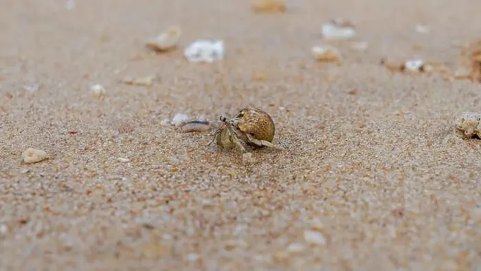 Framed Print : Doha, Qatar-January 18, 2025: A close-up of a hermit crab Framed Print : Doha, Qatar-January 18, 2025: A close-up of a hermit crab