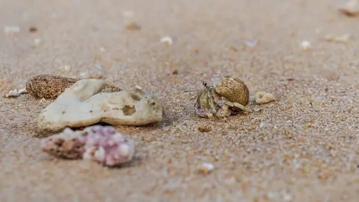 Framed Print : Doha, Qatar-January 18, 2025: A close-up of a hermit crab Framed Print : Doha, Qatar-January 18, 2025: A close-up of a hermit crab