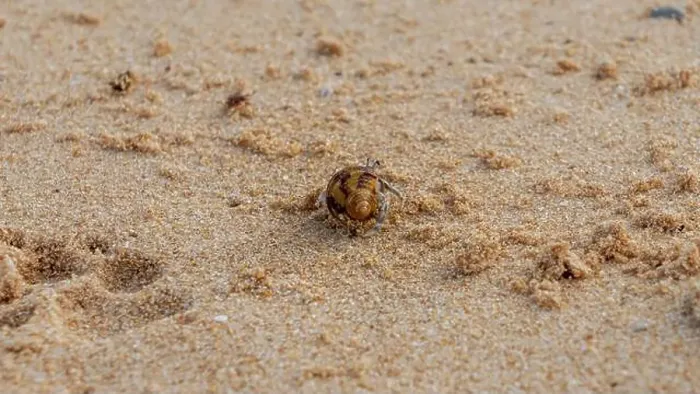 Framed Print : Doha, Qatar-January 18, 2025: A close-up of a hermit crab Framed Print : Doha, Qatar-January 18, 2025: A close-up of a hermit crab