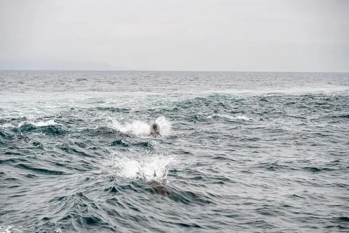 Framed Print : Dolphin Jumps From The Water Behind Boat in Santa Barbara Channel Framed Print : Dolphin Jumps From The Water Behind Boat in Santa Barbara Channel