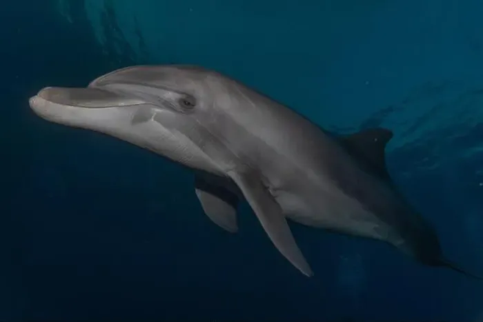Framed Print : Dolphin swimming in the Red Sea, Eilat Israel Framed Print : Dolphin swimming in the Red Sea, Eilat Israel