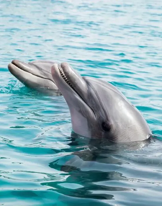 Framed Print : Dolphins poking their heads out of water Framed Print : Dolphins poking their heads out of water