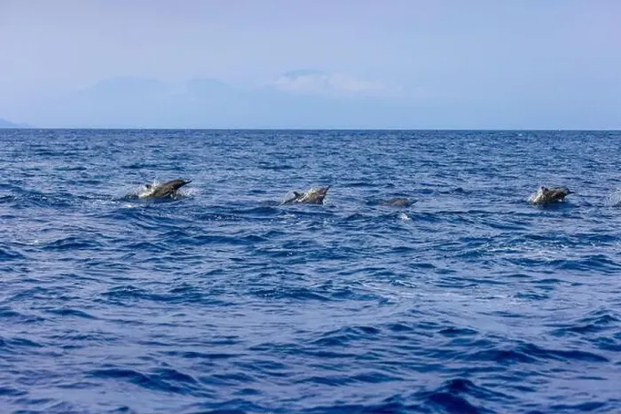 Framed Print : Dolphins in the sea near Lovina, Bali, Indonesia Framed Print : Dolphins in the sea near Lovina, Bali, Indonesia