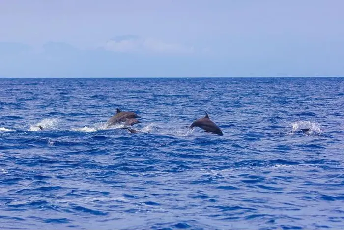 Framed Print : Dolphins in the sea near Lovina, Bali, Indonesia Framed Print : Dolphins in the sea near Lovina, Bali, Indonesia