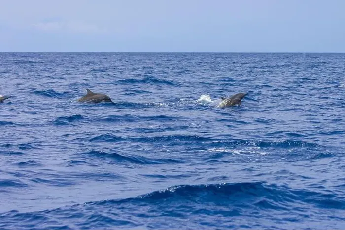 Framed Print : Dolphins in the sea near Lovina, Bali, Indonesia Framed Print : Dolphins in the sea near Lovina, Bali, Indonesia