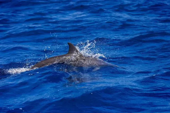 Framed Print : Dolphins in the sea near Lovina, Bali, Indonesia Framed Print : Dolphins in the sea near Lovina, Bali, Indonesia