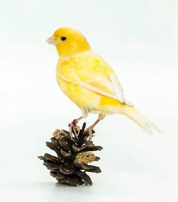 Framed Print : Domestic Canary. Yellow bird on a pine cone peppered with millet spray. Germany Framed Print : Domestic Canary. Yellow bird on a pine cone peppered with millet spray. Germany