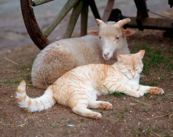 Framed Print : Domestic Cat and Sheep Framed Print : Domestic Cat and Sheep