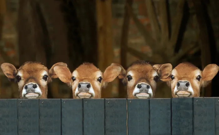 Framed Print : Domestic cattle, Jersey cattle. Four calves looking over a wooden fence Framed Print : Domestic cattle, Jersey cattle. Four calves looking over a wooden fence