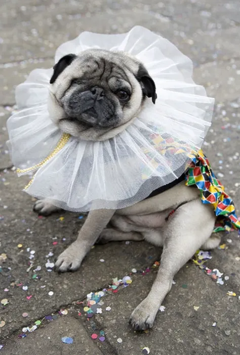 Framed Print : Domestic Dog, Pug, adult, dressed in fancy dress costume for carnival, Venice, Veneto, Italy, february Framed Print : Domestic Dog, Pug, adult, dressed in fancy dress costume for carnival, Venice, Veneto, Italy, february