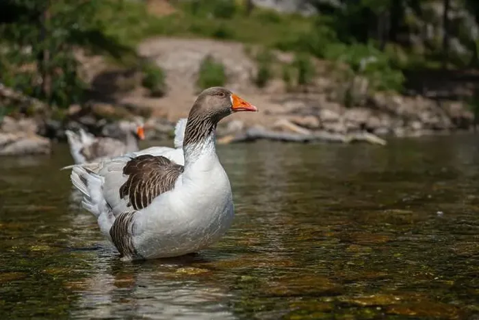 Framed Print : Domestic goose, close-up, blurred background Framed Print : Domestic goose, close-up, blurred background