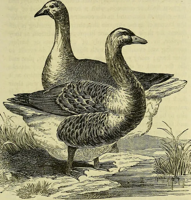 Framed Print : Domestic poultry: being a practical treatise on the preferable breeds of farm-yard poultry Framed Print : Domestic poultry: being a practical treatise on the preferable breeds of farm-yard poultry