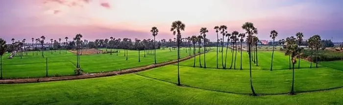 Framed Print : Dongtan Samkhok palm trees and rice fields during sunset in Pathum Thani, Bangkok, Thailand Framed Print : Dongtan Samkhok palm trees and rice fields during sunset in Pathum Thani, Bangkok, Thailand