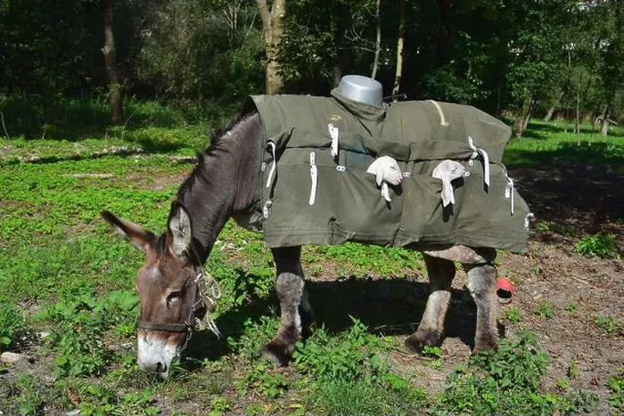 Framed Print : A donkey carrying young lambs in special saddle bags. Bergamo, Lombardy, Italy Framed Print : A donkey carrying young lambs in special saddle bags. Bergamo, Lombardy, Italy
