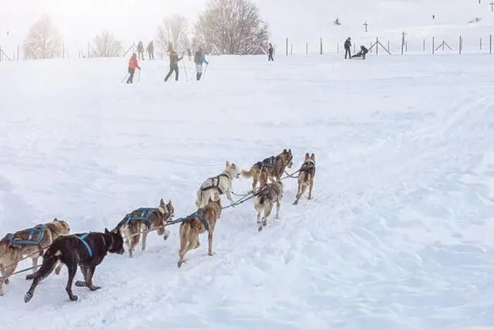 Framed Print : Donovaly, Slovakia - 28 January, 2023 : Dog sled running during freezing winter. High quality photo Framed Print : Donovaly, Slovakia - 28 January, 2023 : Dog sled running during freezing winter. High quality photo
